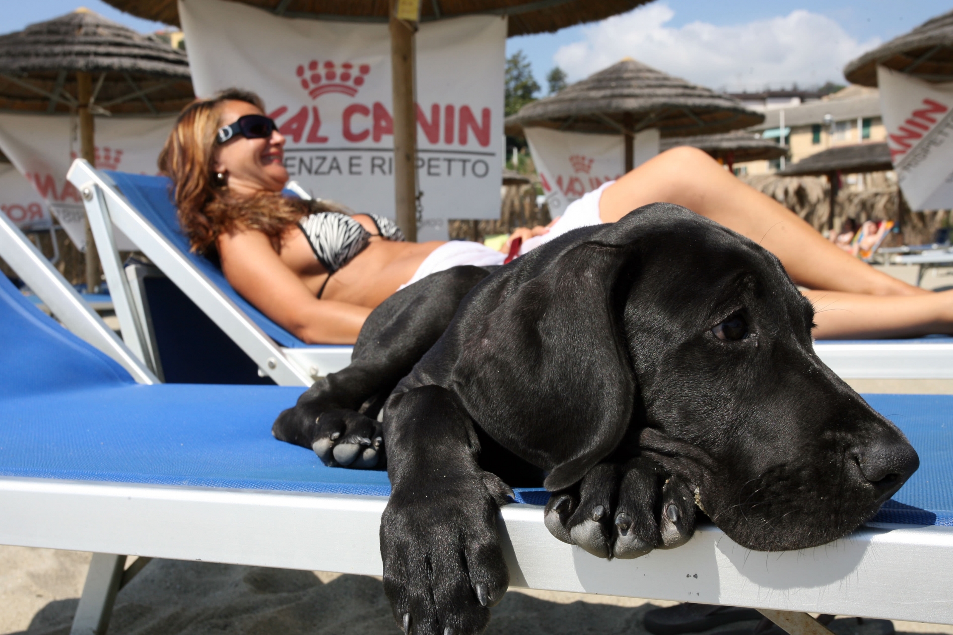 BAU BAU VILLAGE - IL PRIMO STABILIMENTO BALNEARE PER I CANI