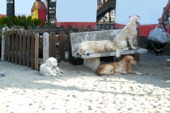 ESTATE 2010_028